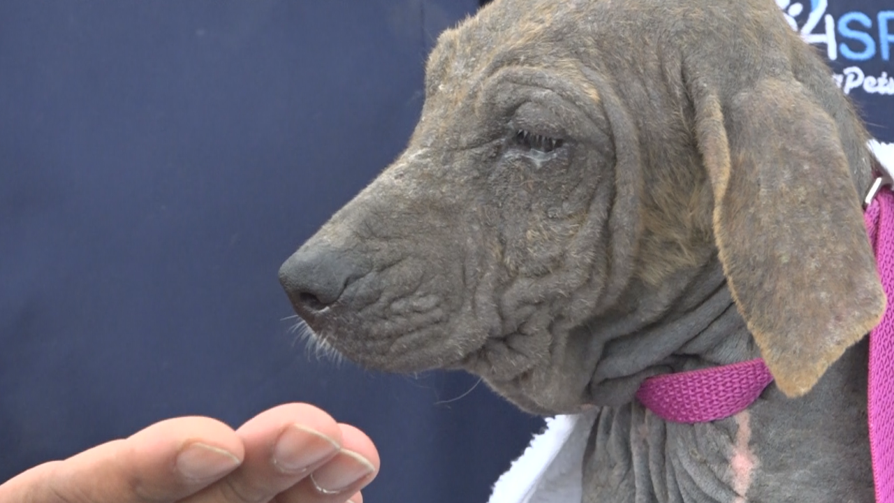 Over 40 dogs found at Broadway home in 'devastating' condition