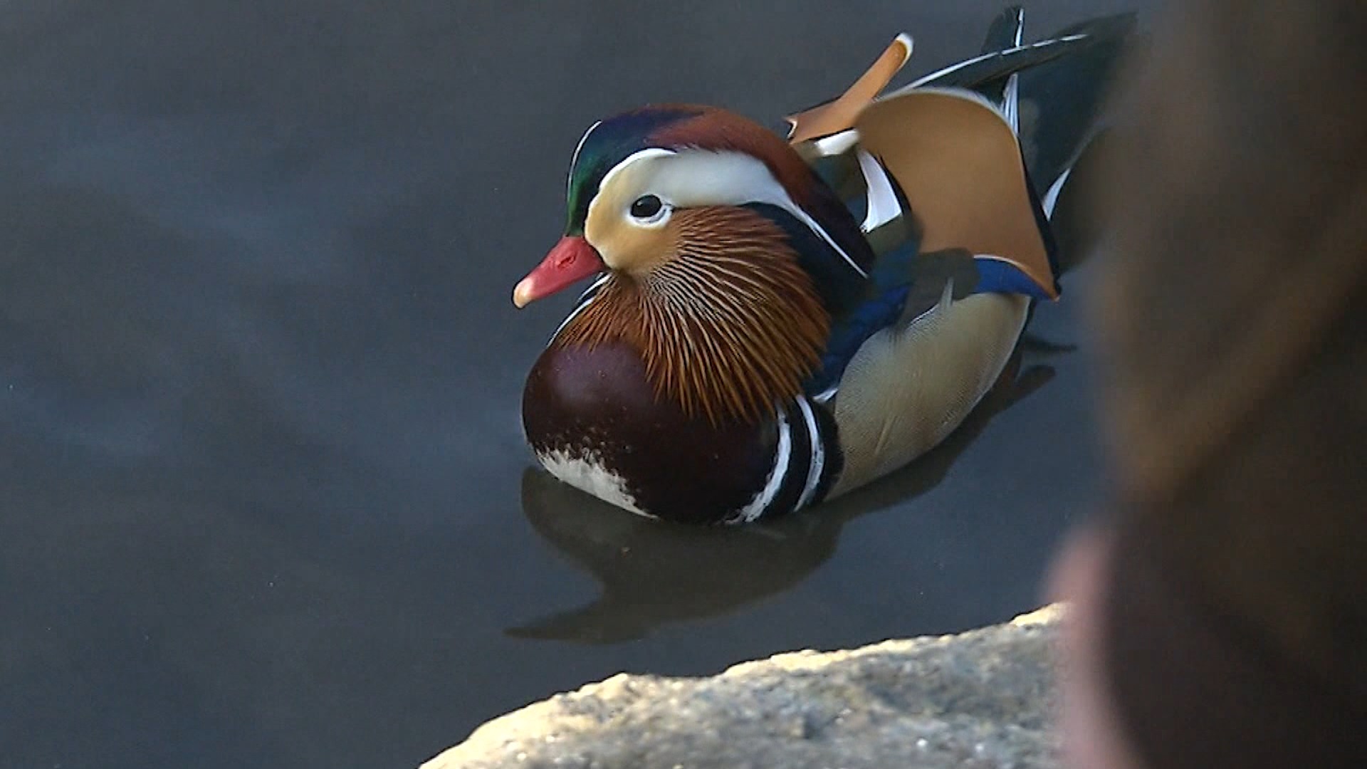 Quackarazzi: Mandarin duck holds NYC in its spell