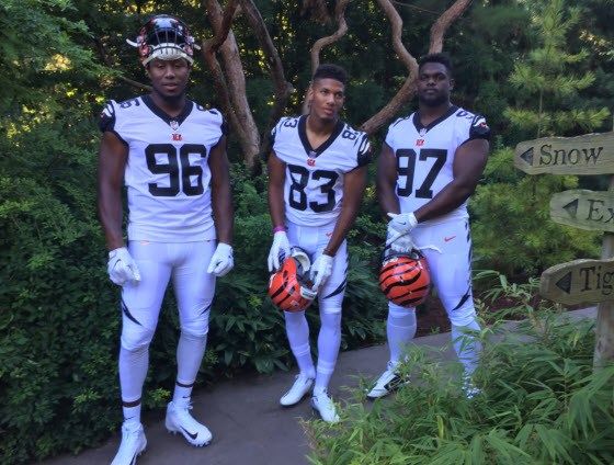 Cincinnati Zoo's white tigers inspire Bengals jersey design