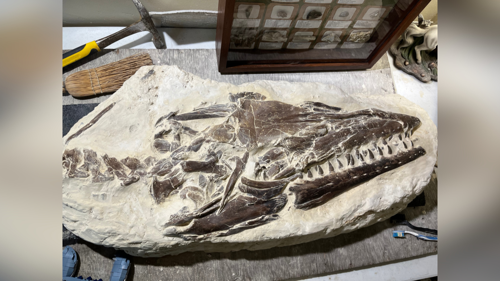 Whoa': 12-year-old boy finds 80-million-year-old fossil during