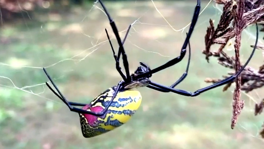 South Carolina: Joro spiders continue to spread in the Carolinas
