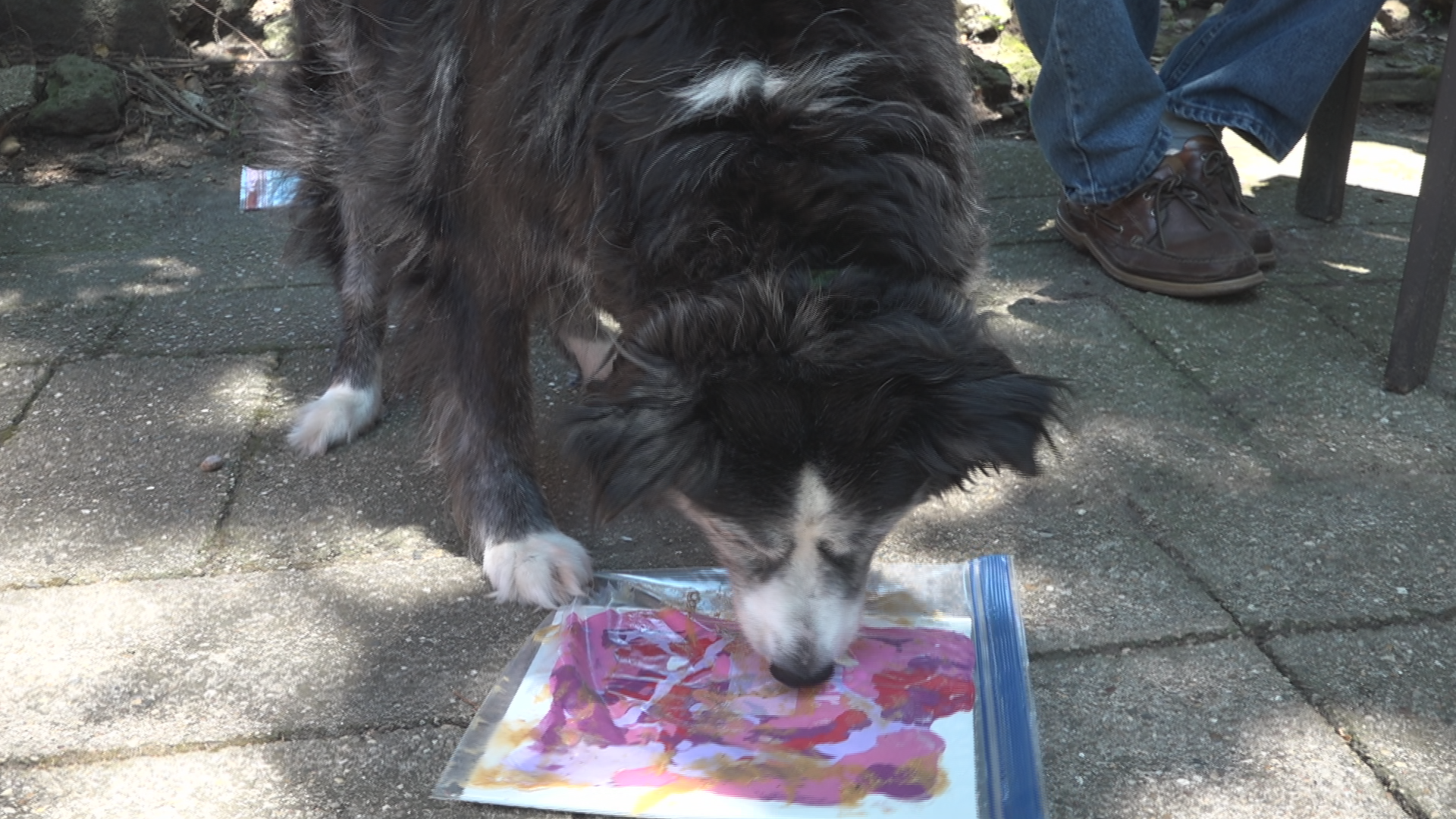 Next paw casso Painting dog Keanu shows her delicious masterpiece