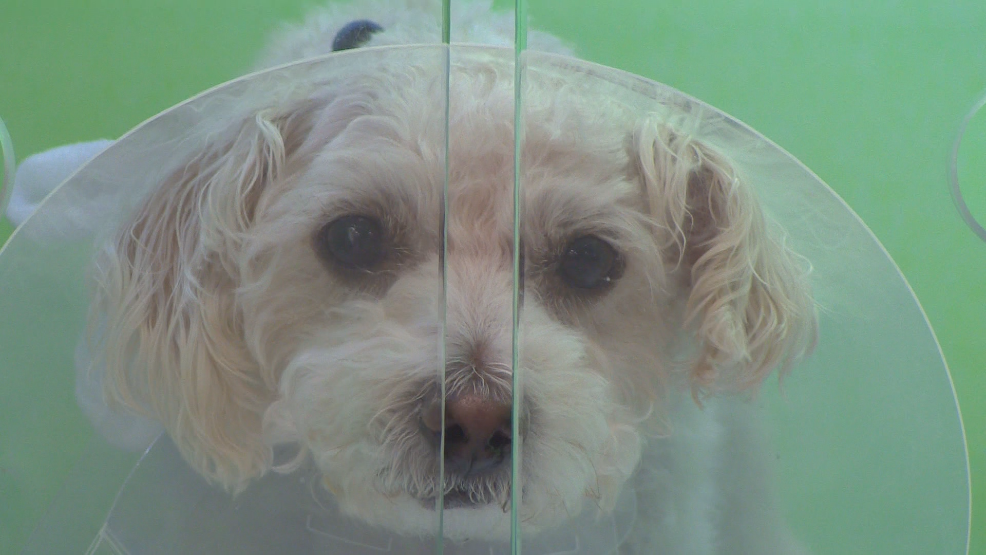 Mysterious dog illness cancels holiday event for Inland Empire