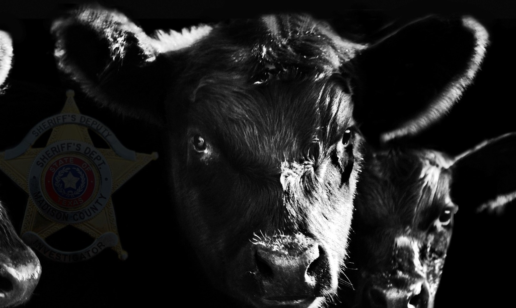 Dead cattle, including a cow with its throat slit, found along Iowa roads