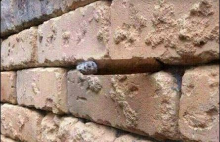 HAVE YOU SEEN THIS: Brick wall optical illusion