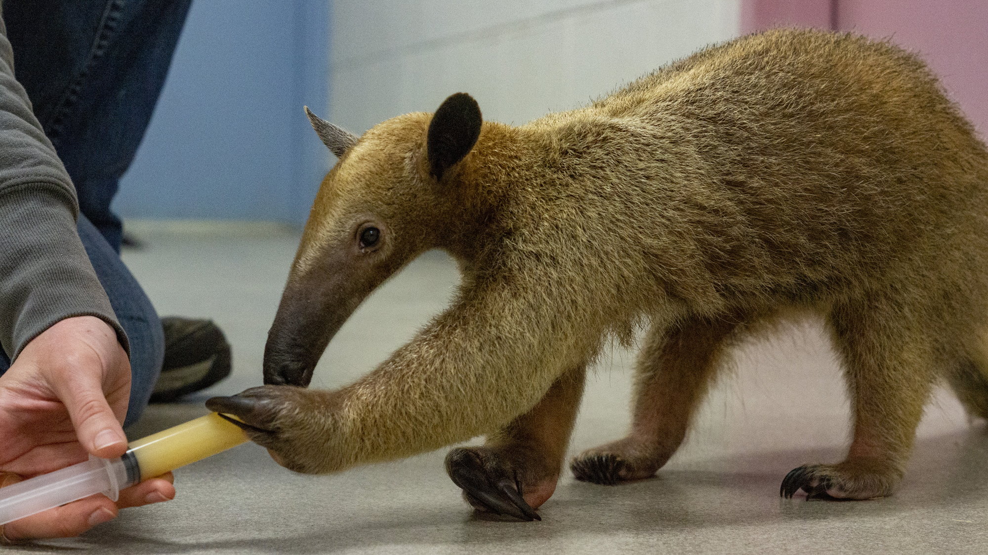Potawatomi Zoo introduces new ambassador animal
