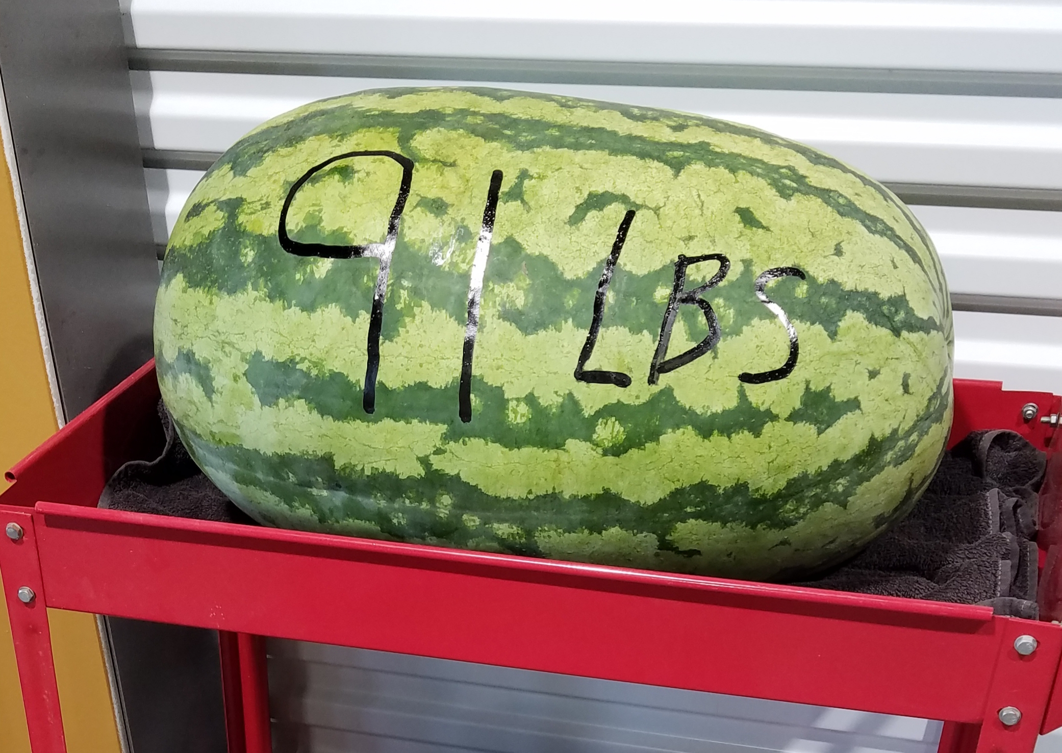 How Big Is 1 Pound Of Watermelon Fresh Watermelon Slices 4 Pound