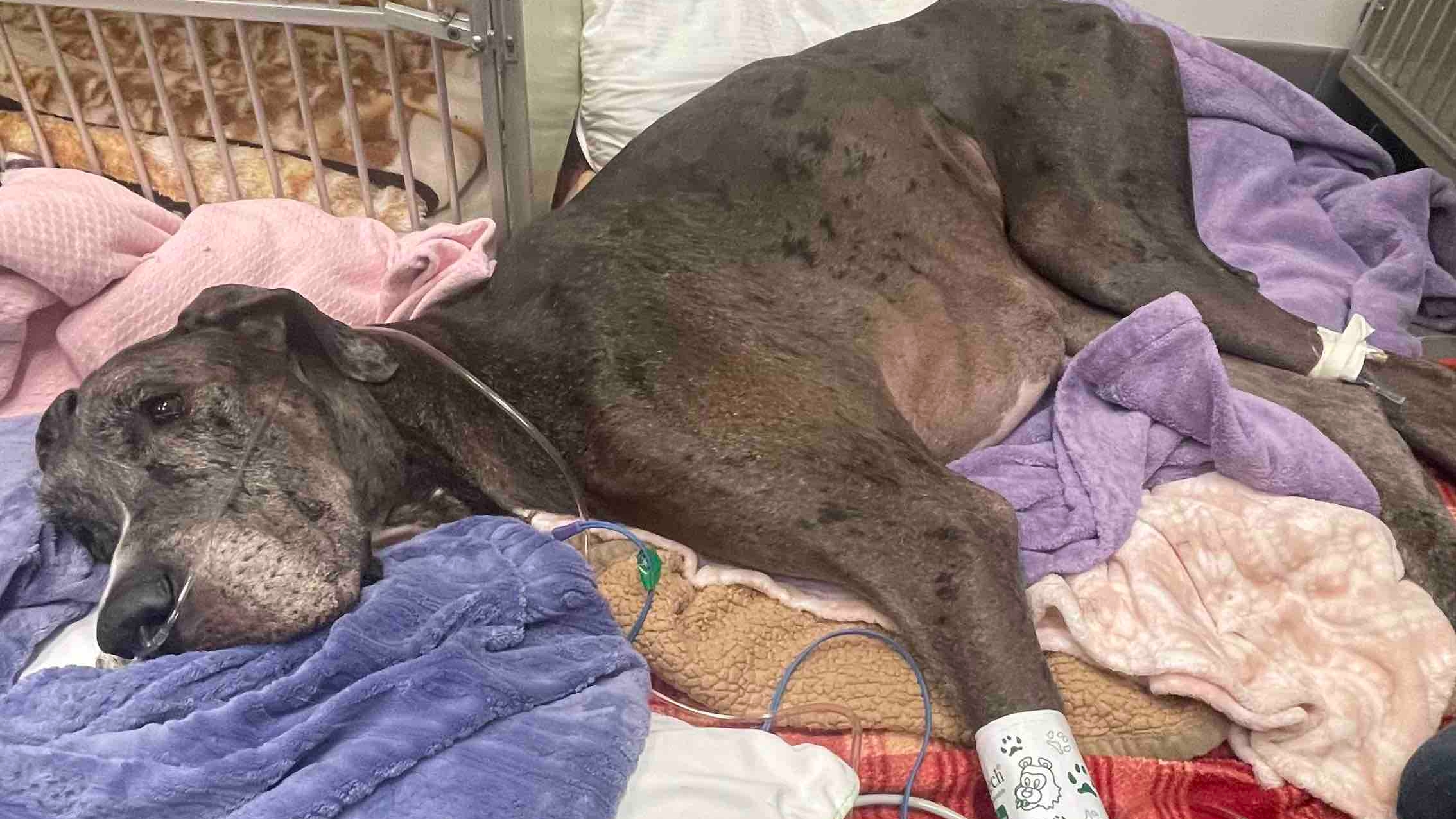 World's tallest male dog dies after amputation surgery, owner says, image size:2268x1276