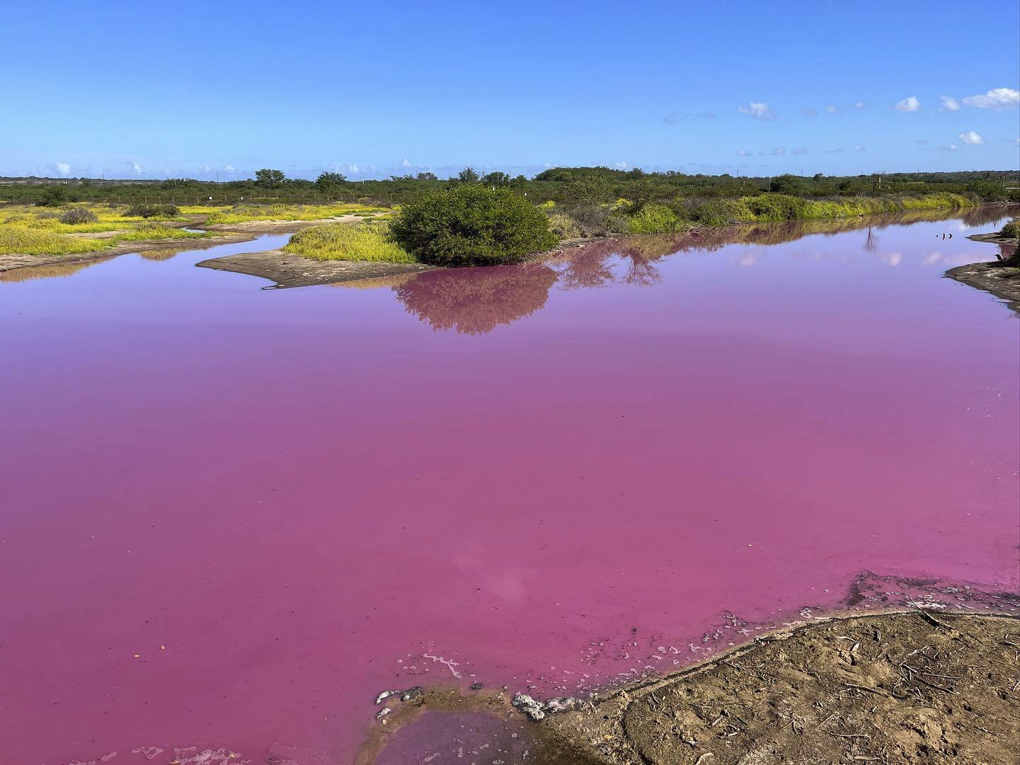 See it: Pond in Hawaii turns 'Pepto Bismol' pink and drought could be to  blame