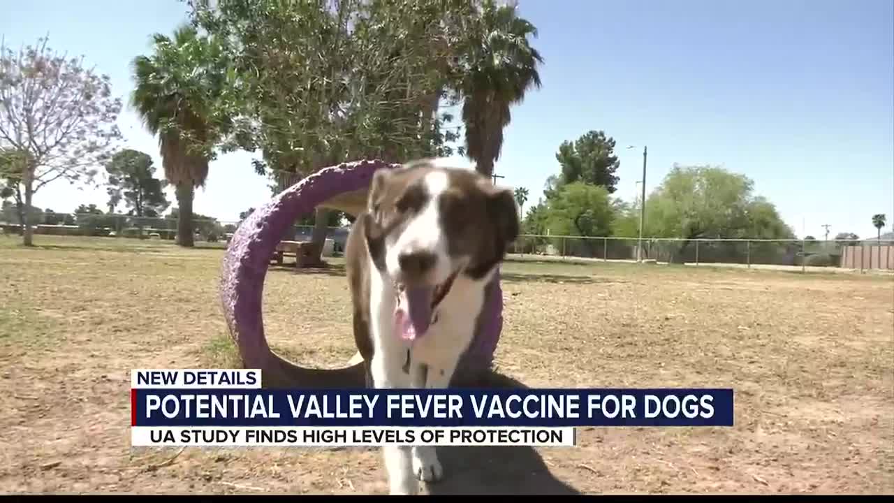 what are the symptoms of valley fever in dogs