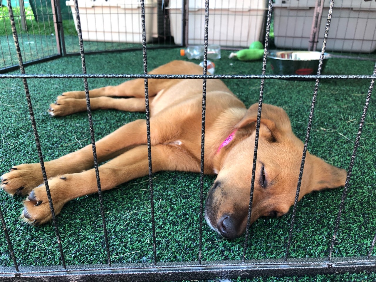 In the dog days of summer, the Cleveland Browns' puppy adoption