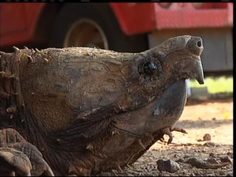 Feds propose threatened status for alligator snapping turtle - The