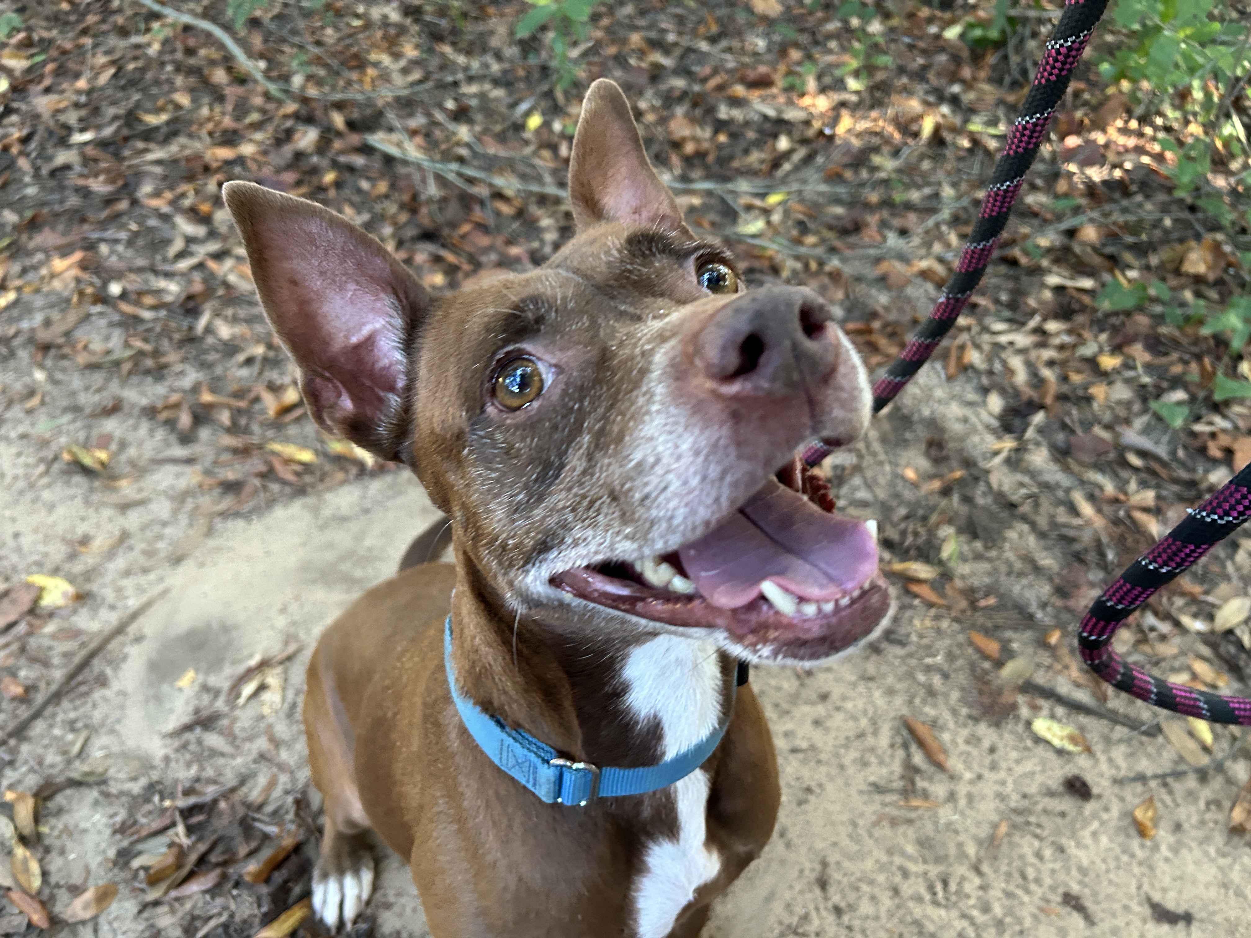 Furry Friday: These pups are the perfect plus one!