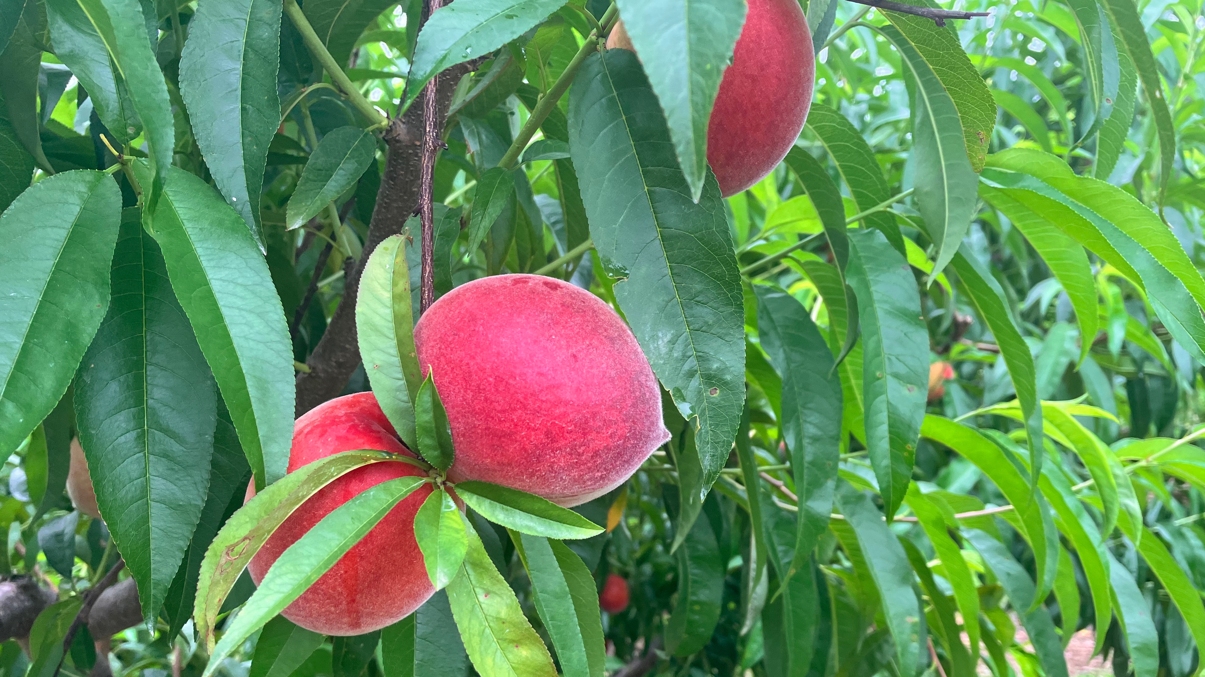 Farmers report best-ever peach season after devastating losses last year