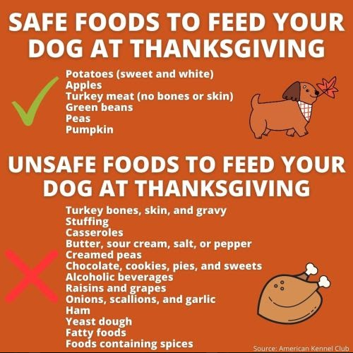 What is the safest dog shop food to feed your dog