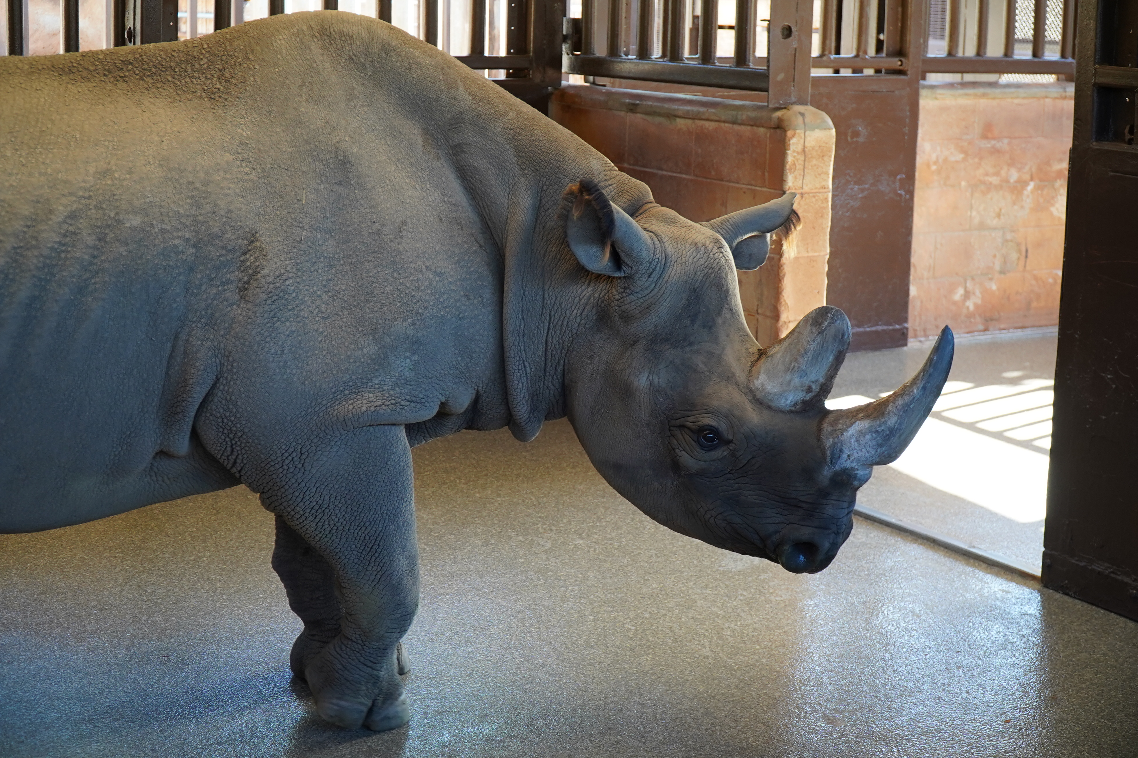 From San Diego to Honolulu: There's a new rhino in town