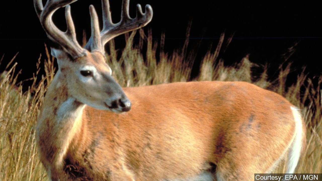 What are Naturally Shed Antlers? - Mad River Antler