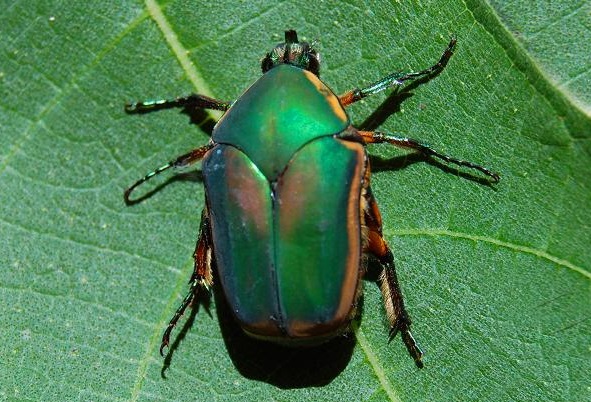 You may be seeing more shiny, green beetles this year