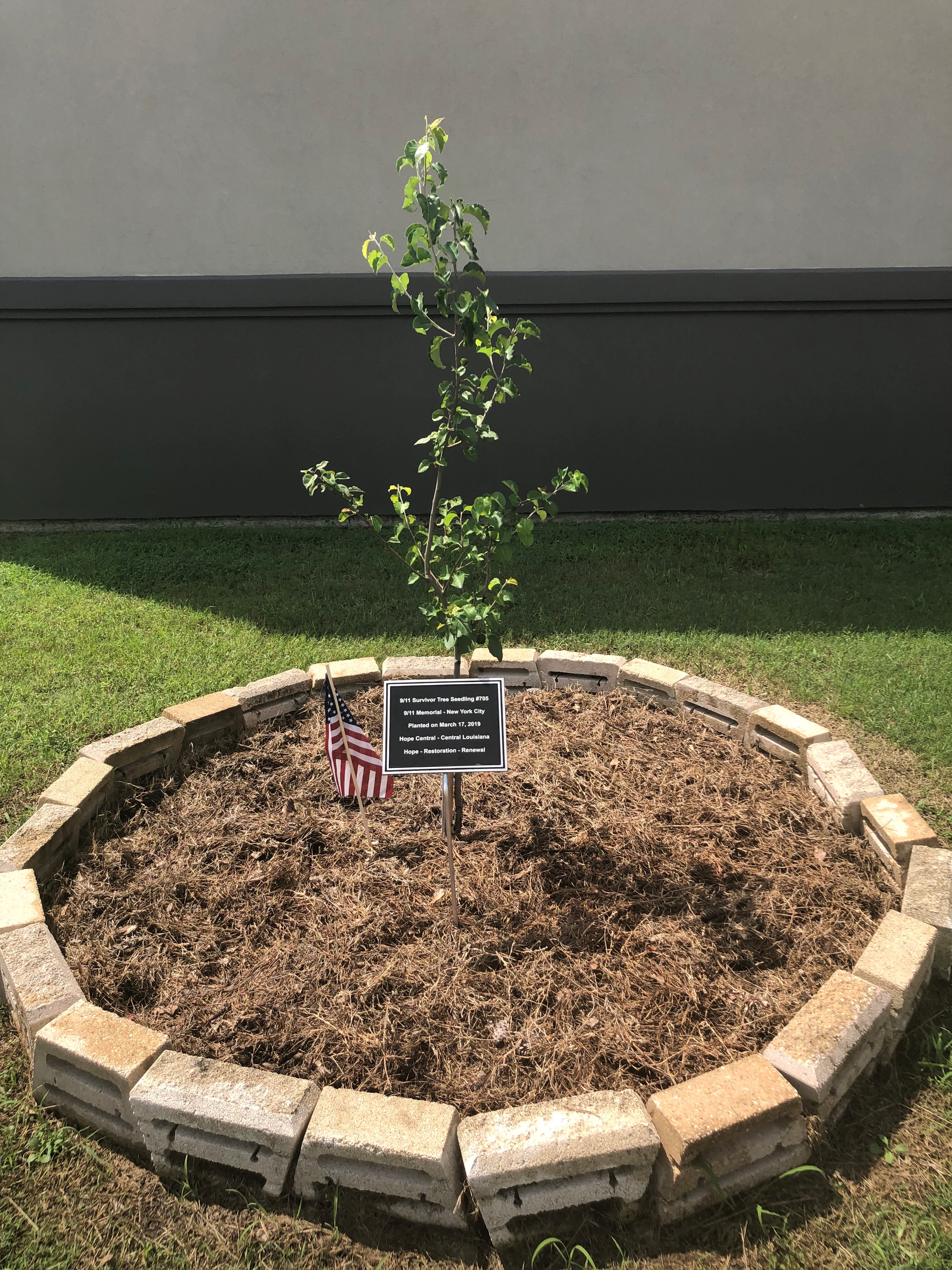 9/11 Memorial & Museum on X: The Survivor Tree is a symbol of hope,  healing and resilience. Each year, seedlings from the Survivor Tree are  given to communities affected by violence and