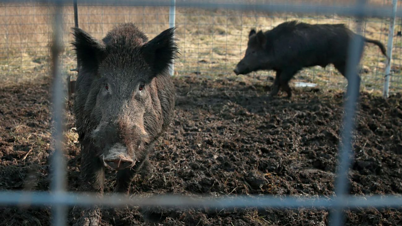 Among Us In Real Life - Audio Pig