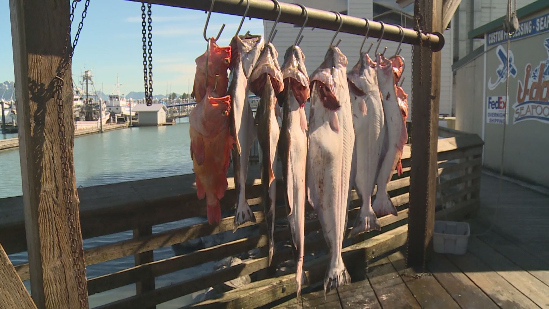 Halibut fishing seward alaska hi-res stock photography and images