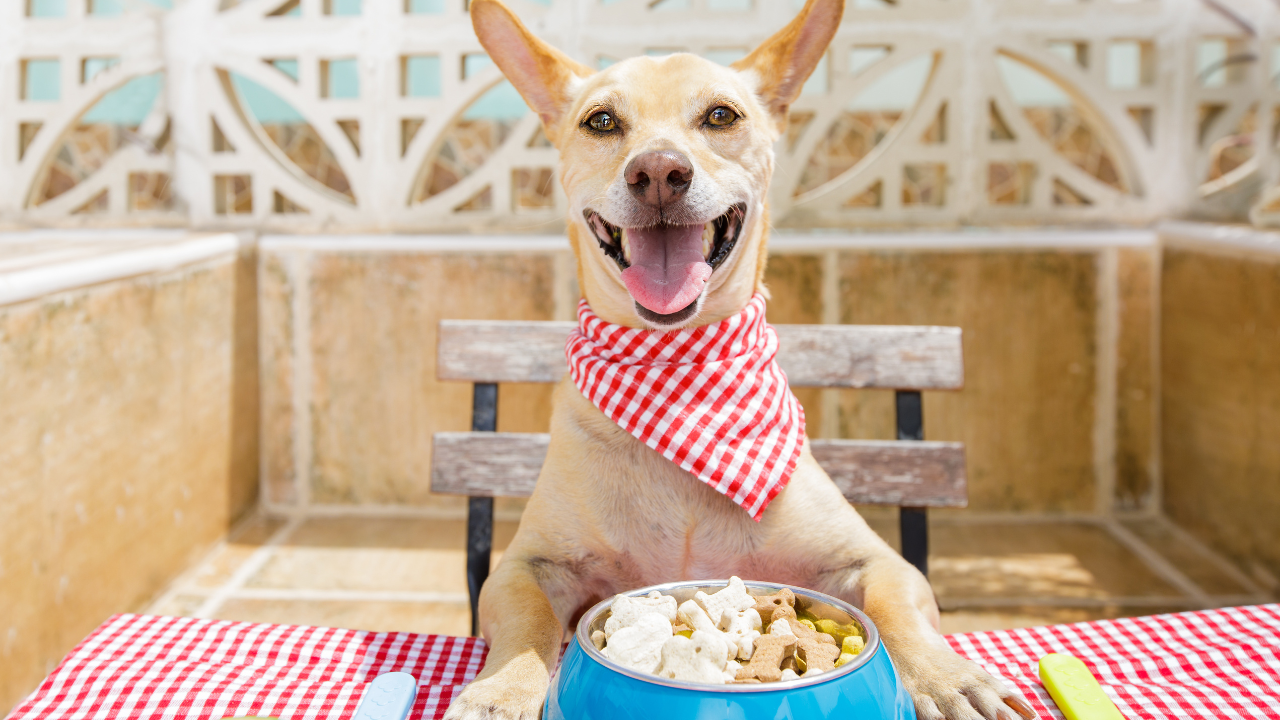 People Food Dogs Can Eat and Can't Eat – American Kennel Club