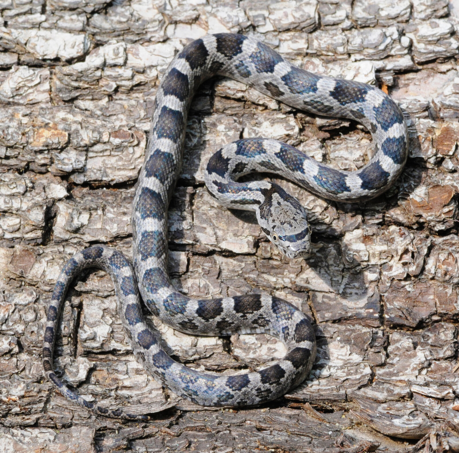 State Laws Prohibit Killing Snakes In Georgia South Carolina
