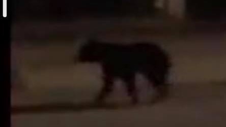 Town Sends Out Warning After Small Black Bear Spotted In Wrightsville Beach