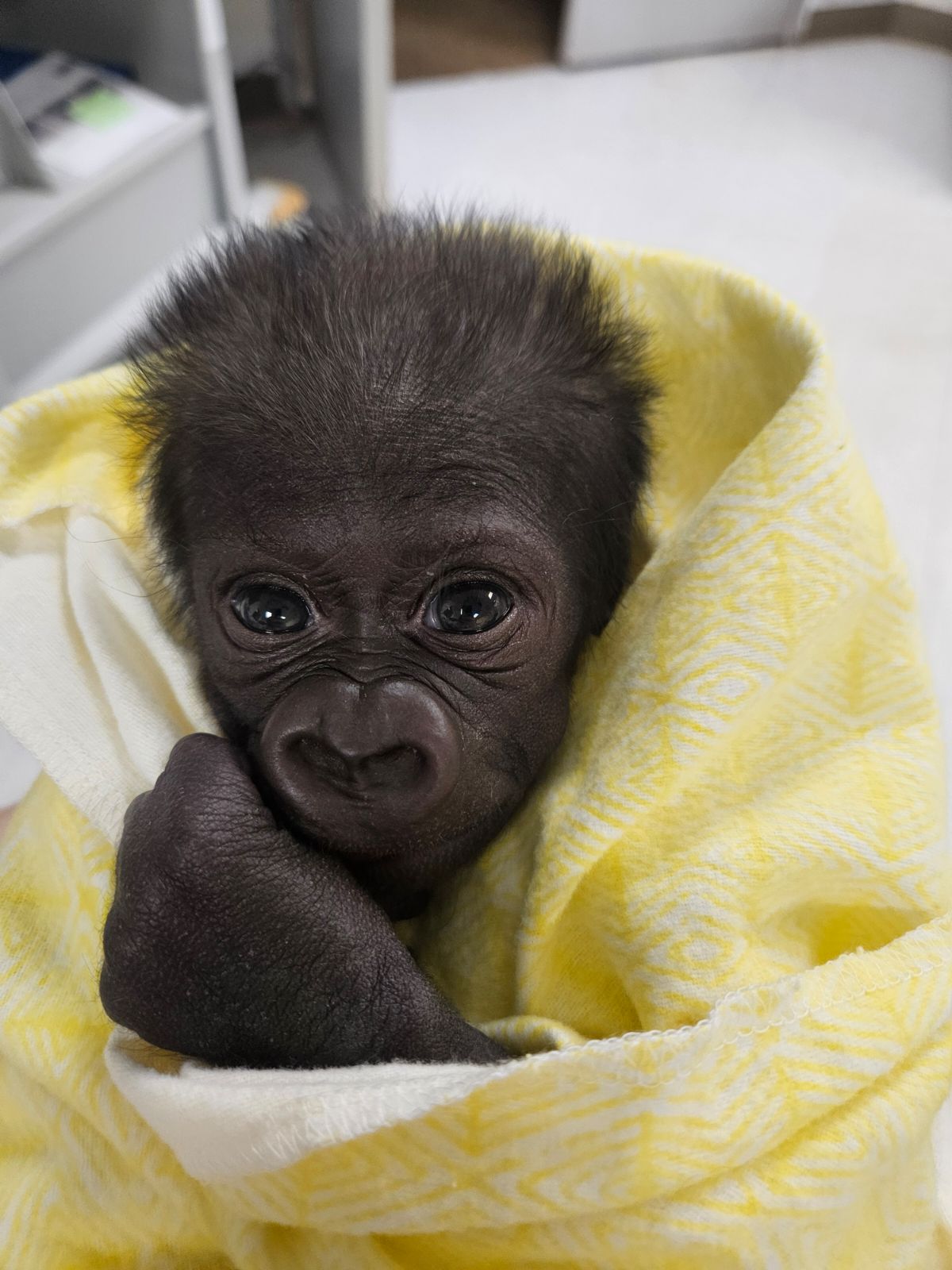 Bundle of fur: Baby gorilla shows head of thick, lustrous hair, Nature, News