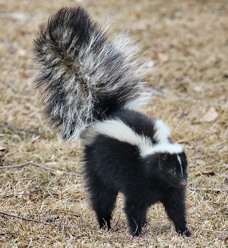 First Call: Skunk takes over fan section in Cleveland during