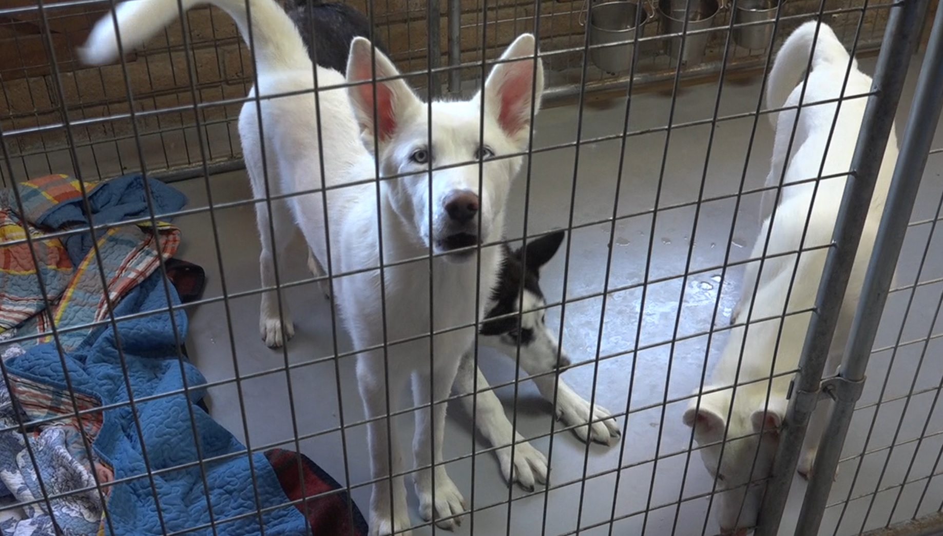 dog and cat sanctuary