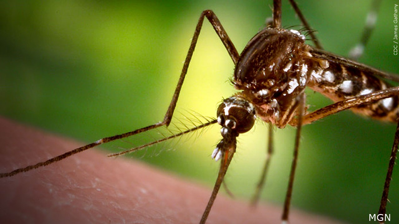 Day 104 - Mosquitoes. The “Rocks” of New Jersey - The Trek