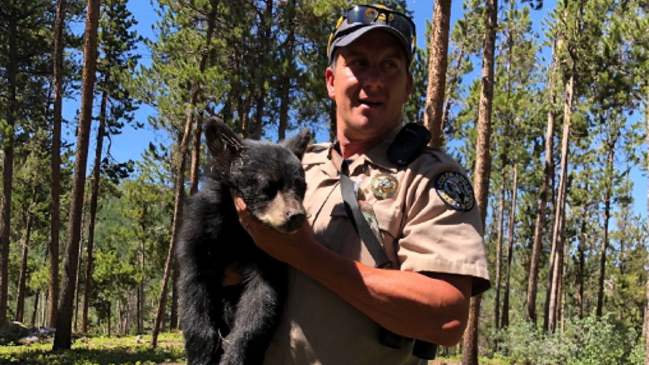 Wildlife officers save cubs in Colorado after their mother was hit by a car