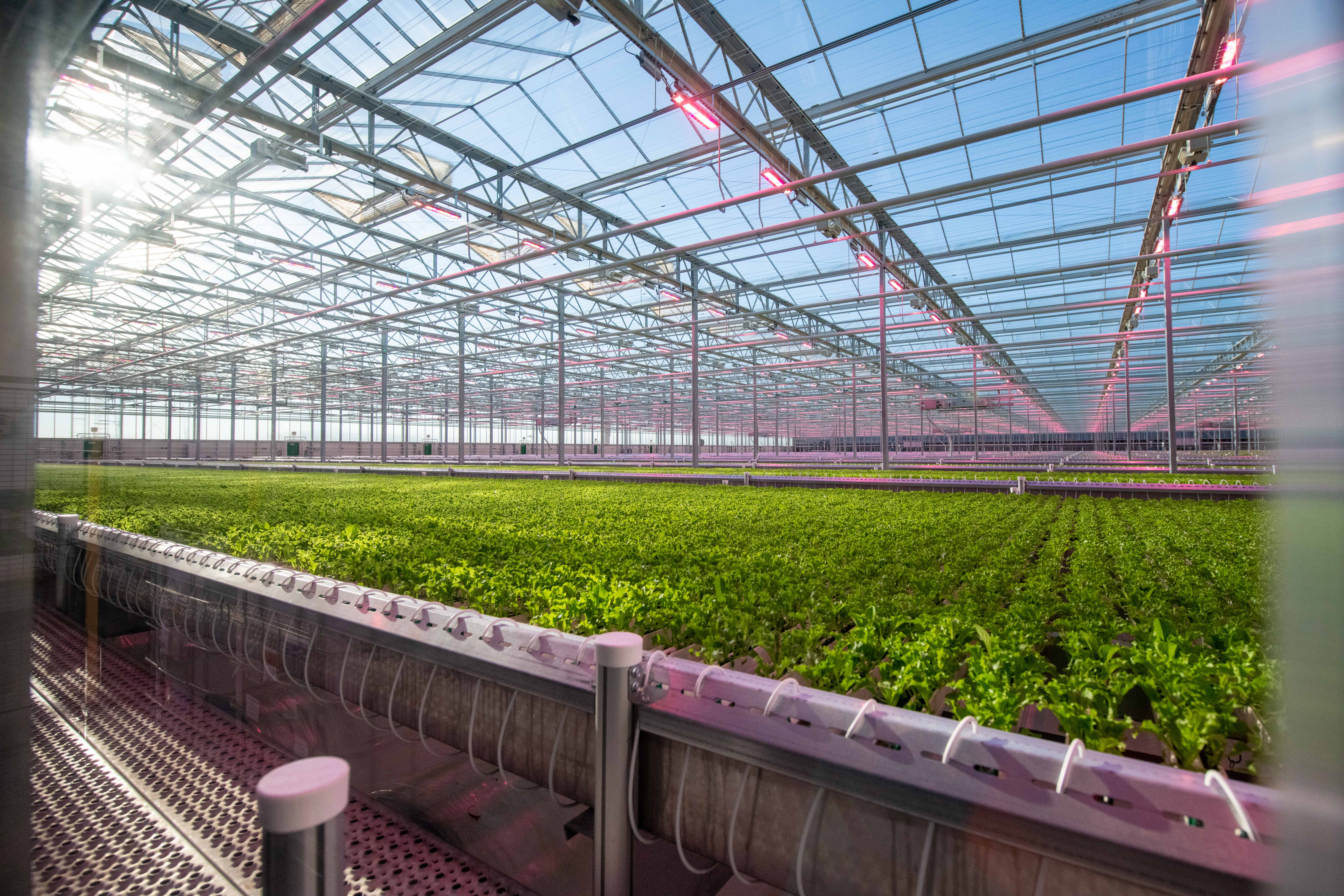 Hydroponic greenhouse opens in Lorena, bringing a new way of