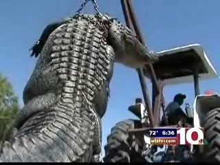 MA woman bags 1,025-pound alligator in SC lake