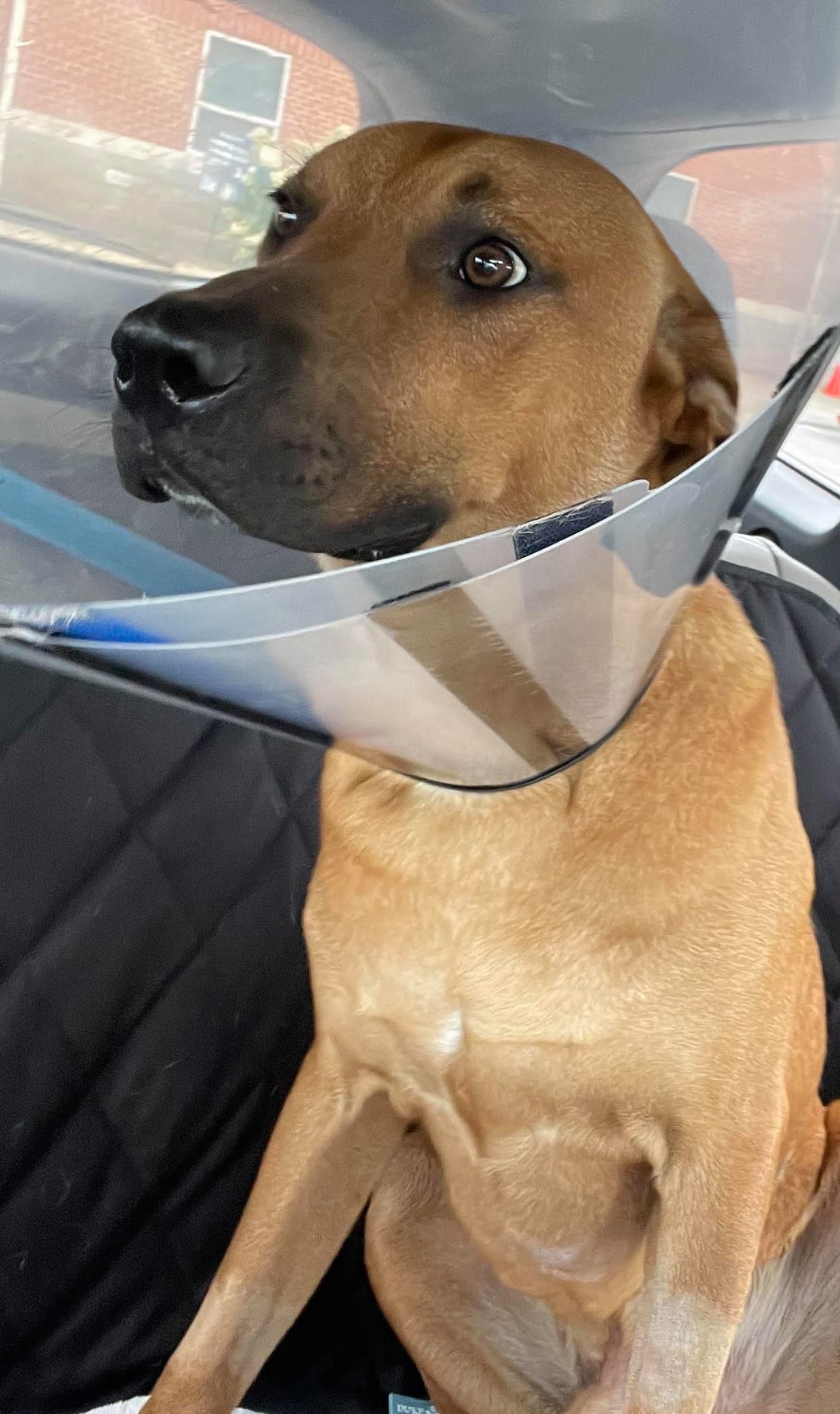 Can You Shoot A Dog In Ohio