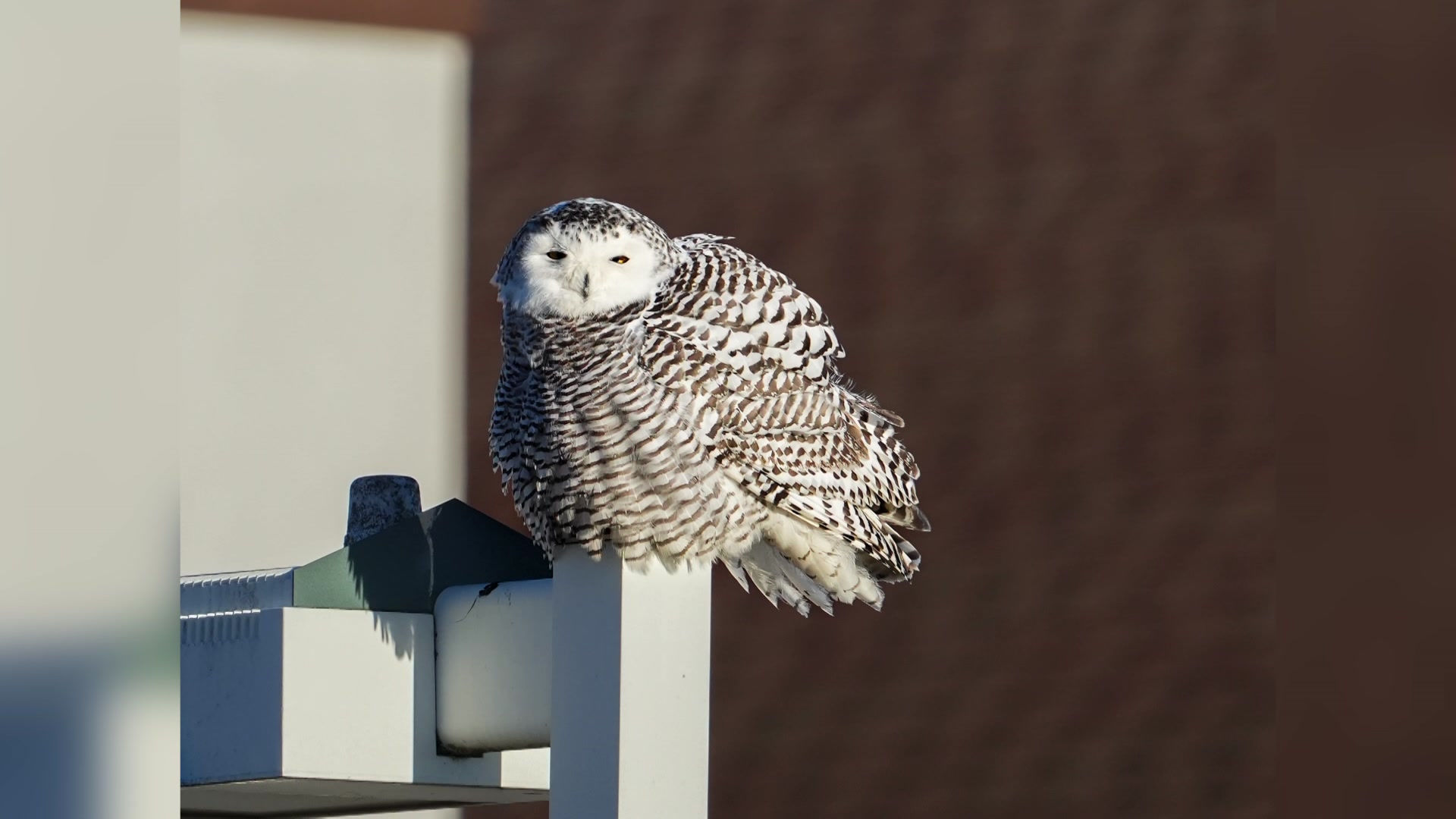Wisconsin DNR releases cause of death for New Glarus snowy owl