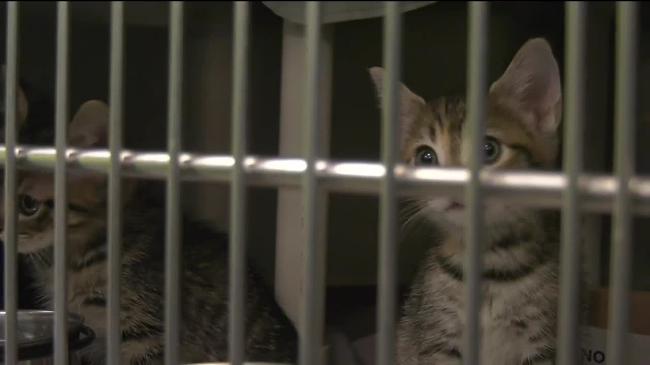 Here's What You Need To Know About Crating A Cat Over Night PawTracks