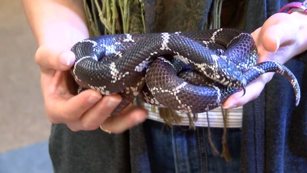 Expert explains difference between venomous and nonvenomous snakes