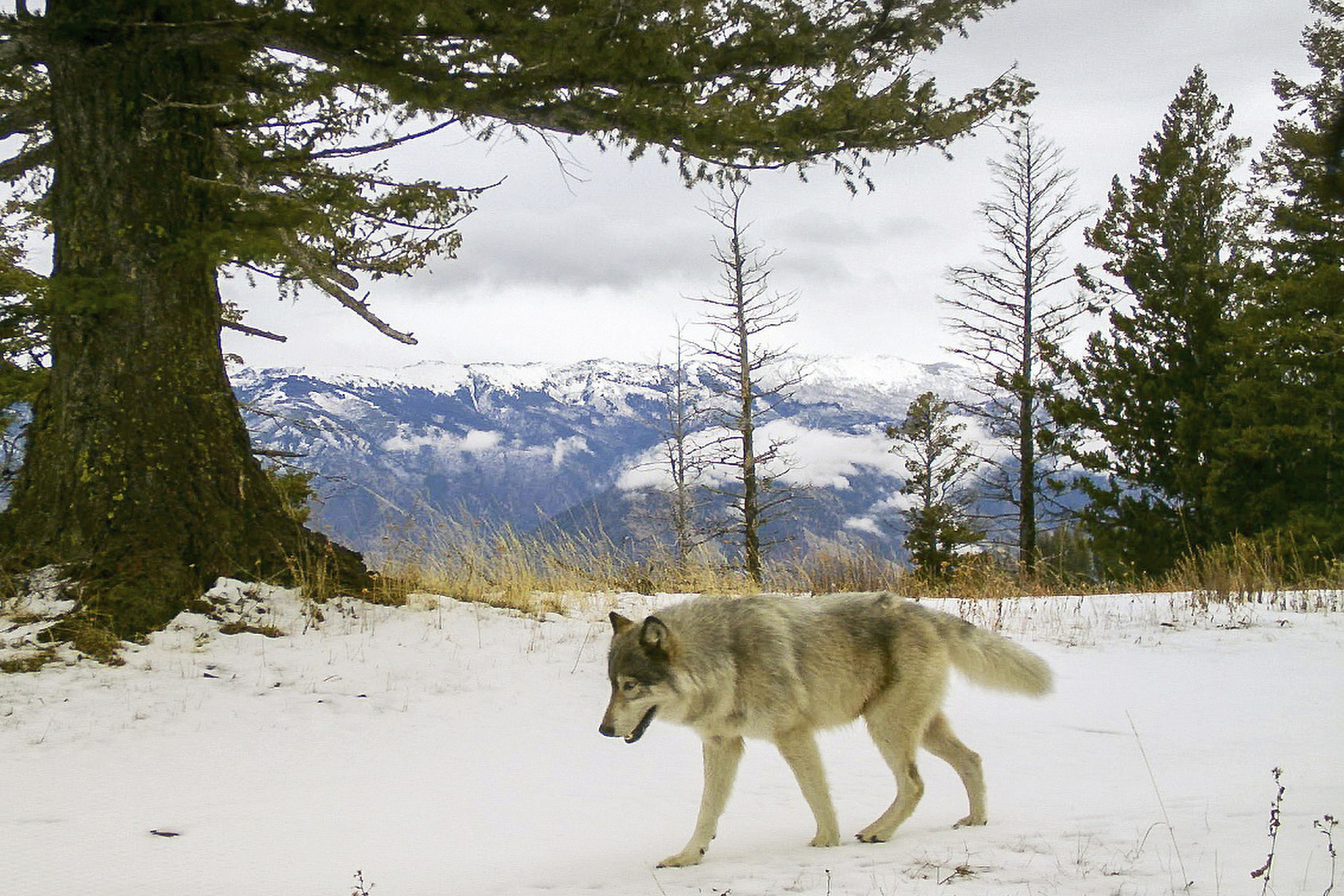 Wisconsin Nixes Planned Wolf Hunt