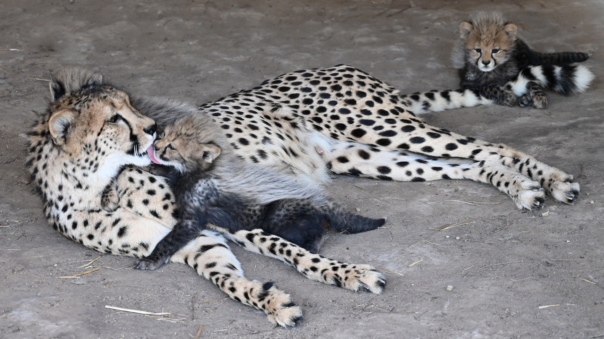 Cheetah met little cheetah 