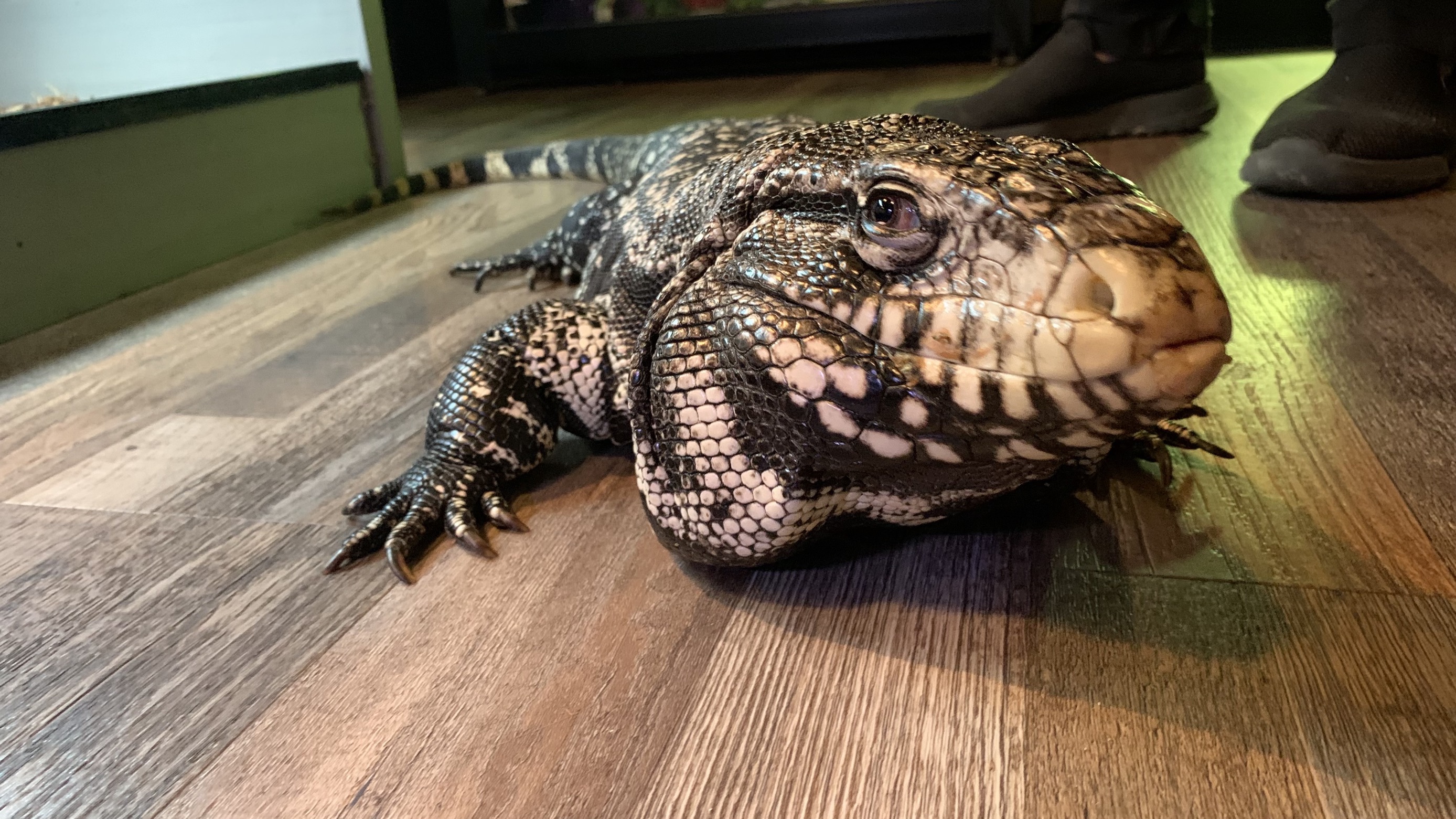 Tegu lizard best sale as a pet