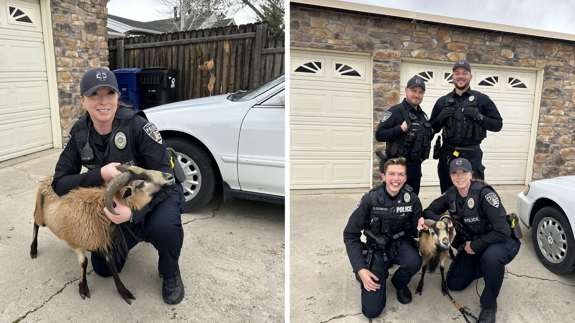 VIDEO: Officers wrangle jumping goat loose in neighborhood