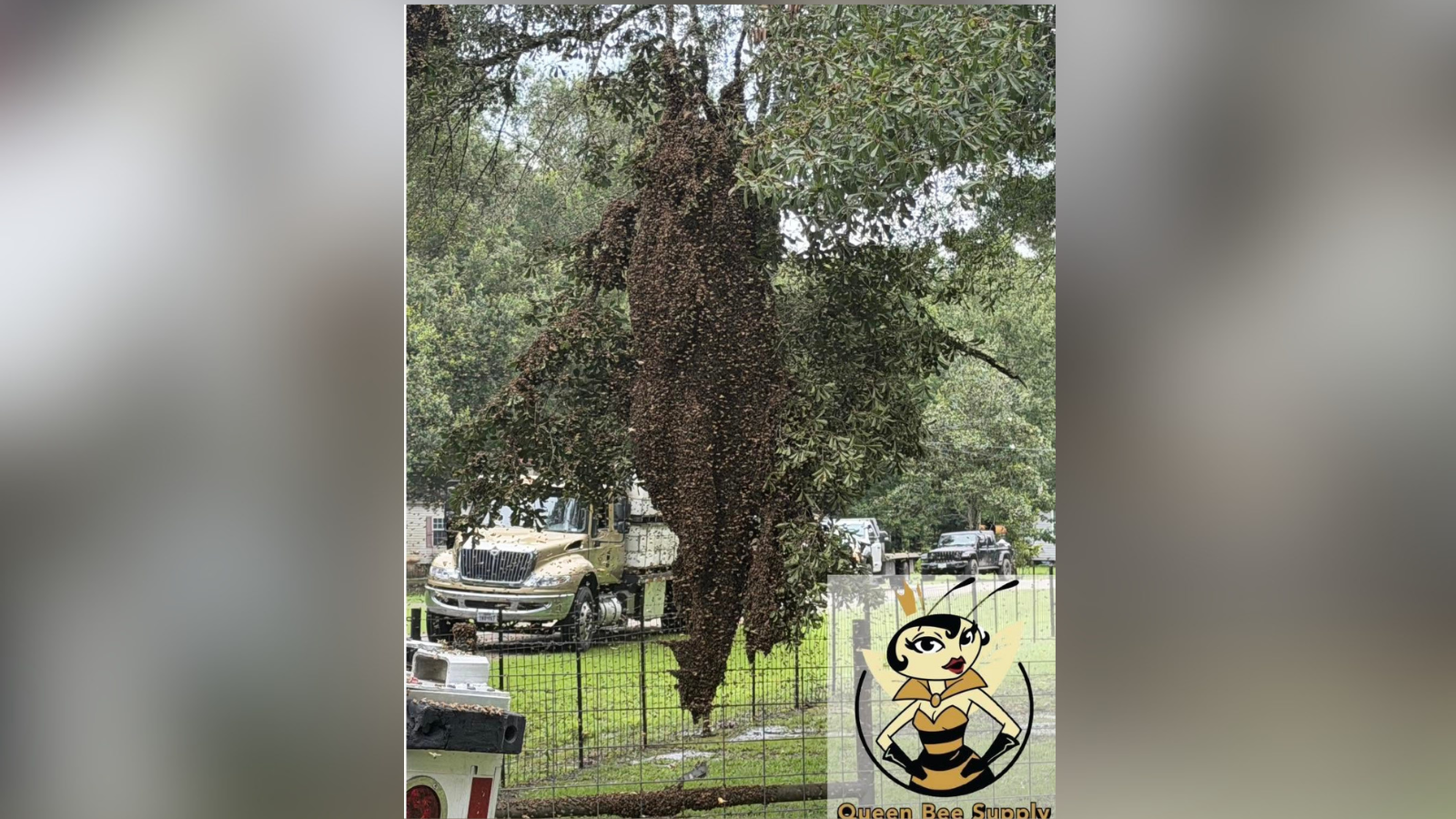 2 million bees escape after semitruck overturns in Texas
