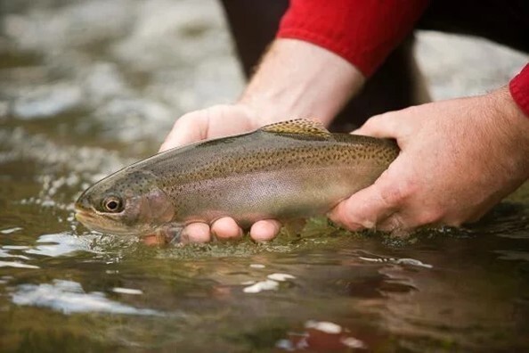 MDC to stock over 9,000 rainbow trout in four Missouri waters