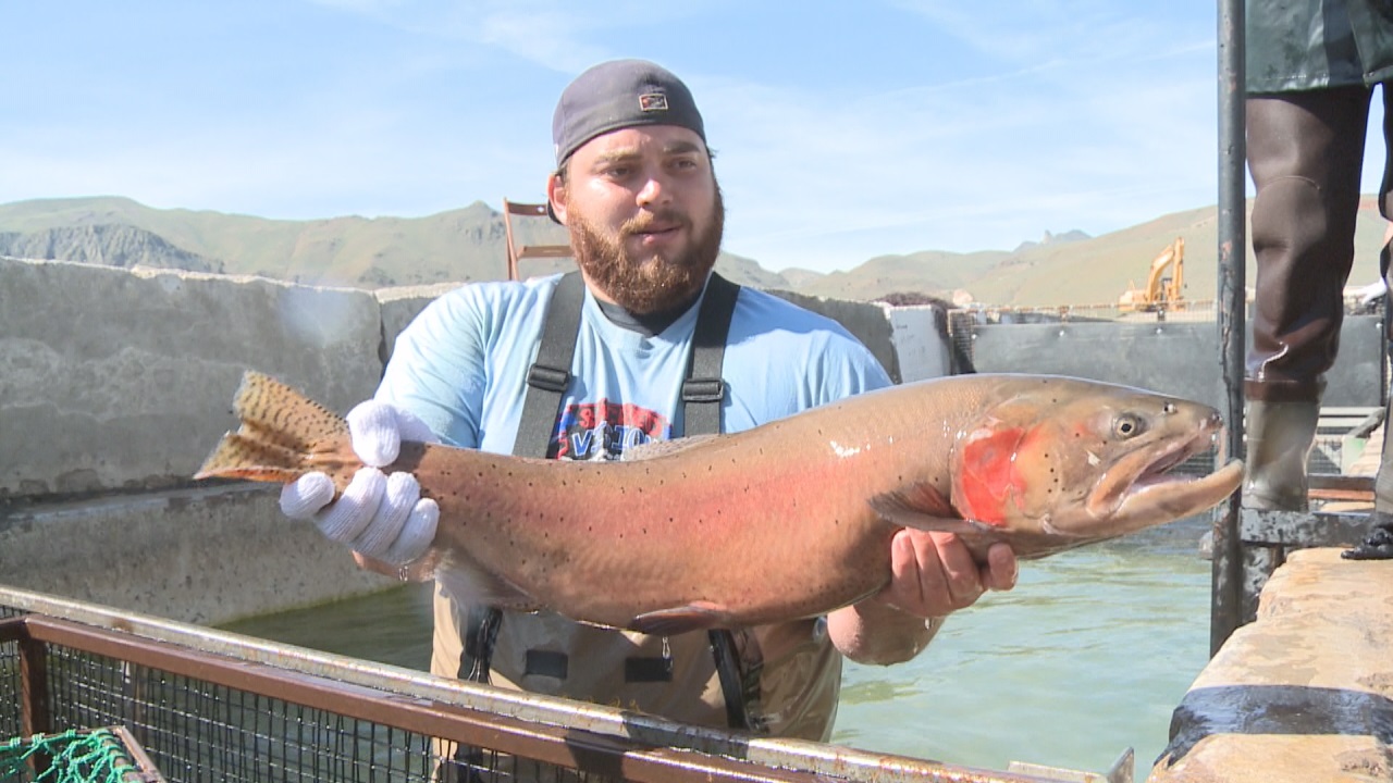 Lahonton Cutthroat Trout, Pyramid Lake, Cutthroat Trout Fishing