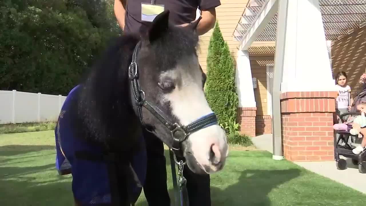 Magic the miniature horse