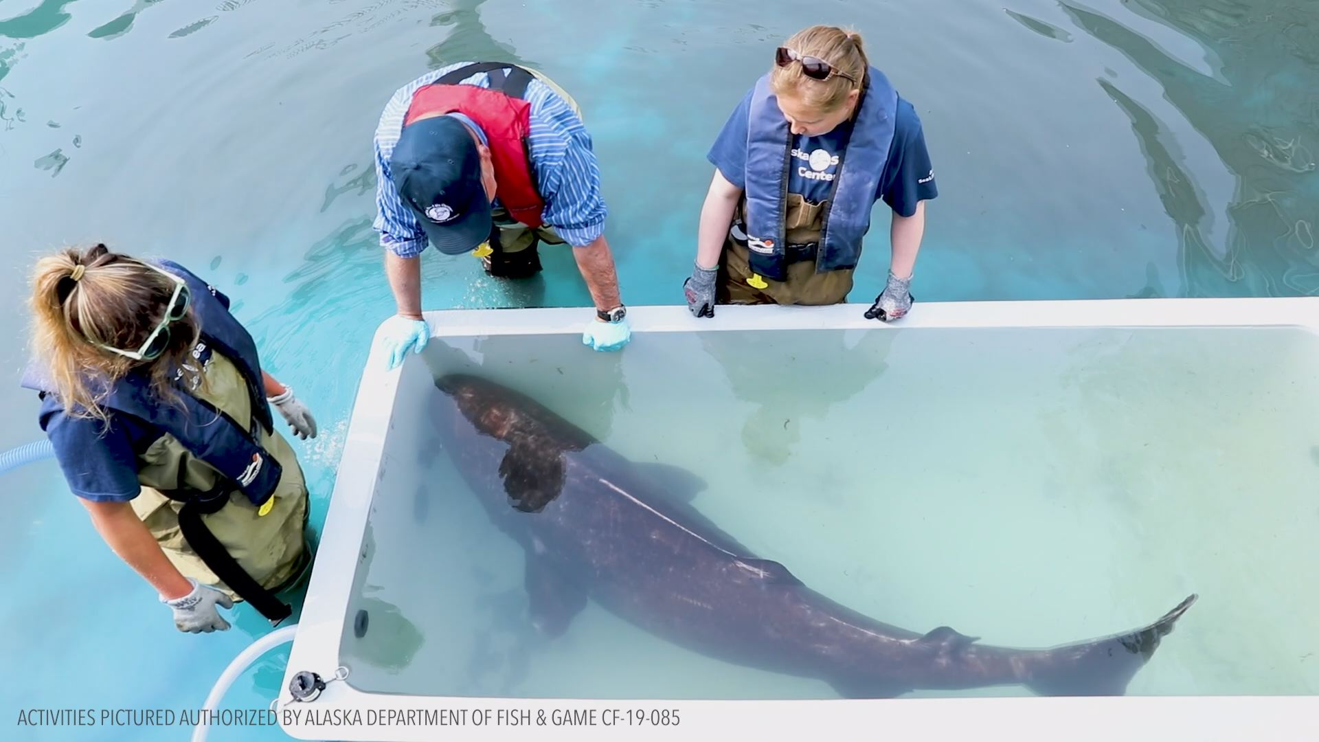 Pacific Sleeper Shark