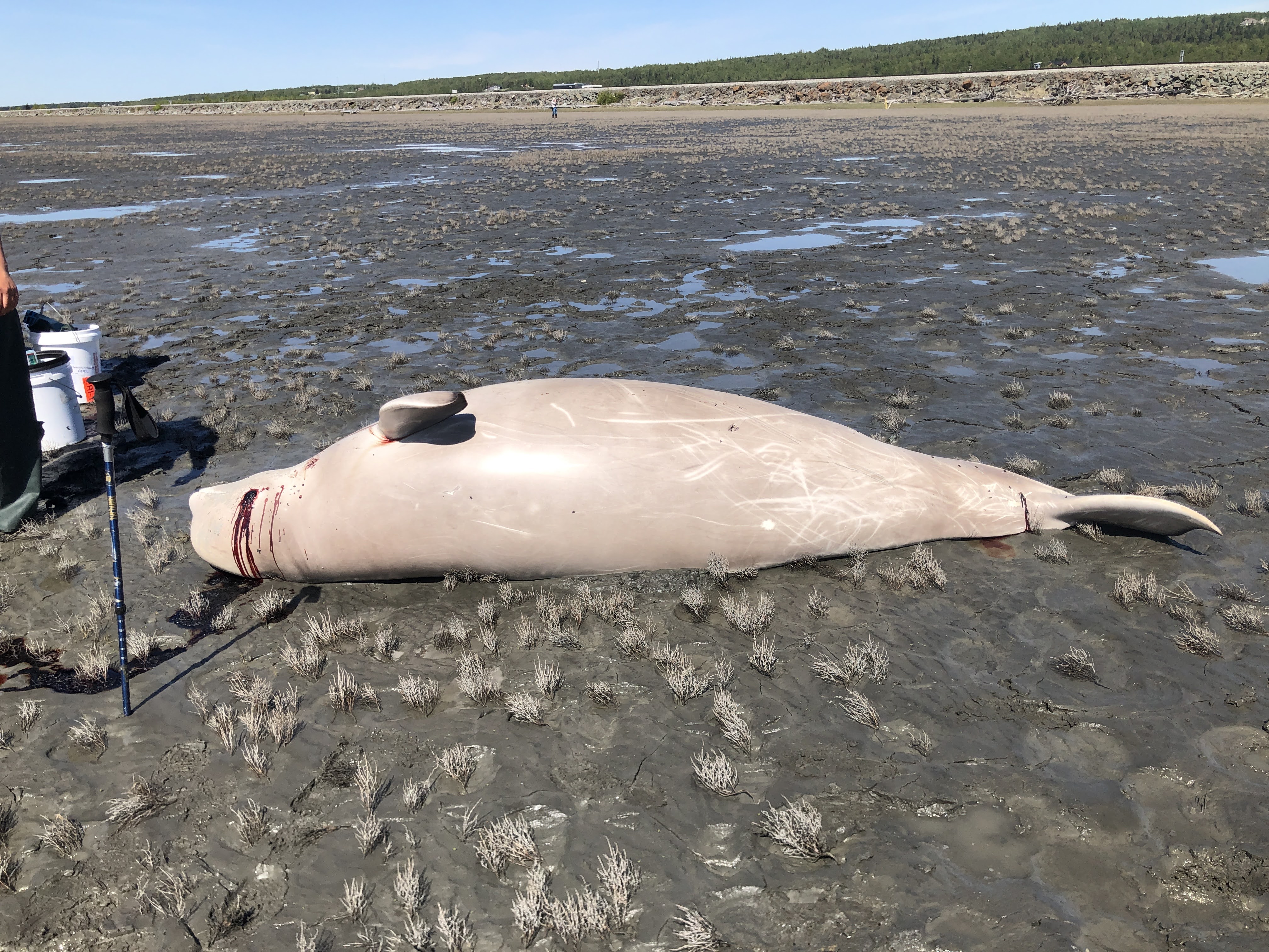Stranded baby beluga dies in Alaska - The San Diego Union-Tribune