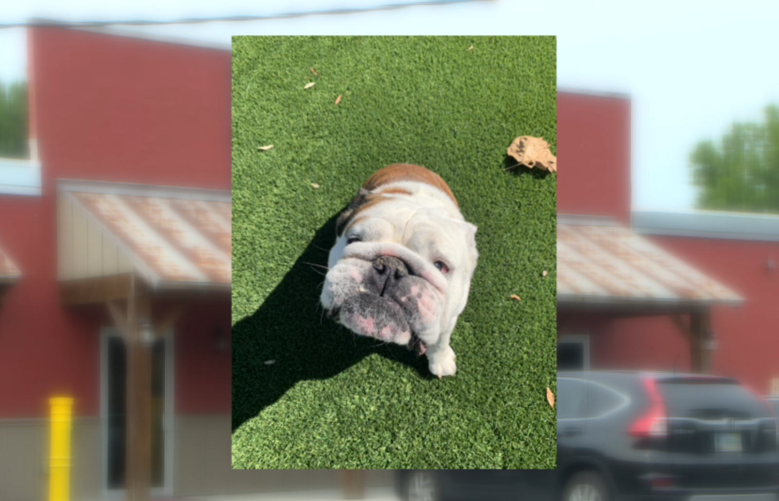 ‘It shouldn’t end like this’: Dog dies of heat stroke at doggy day care in  Ocala